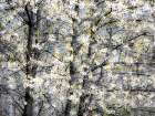 USA-Washington State-Fall City wild cherry springtime blooming Art Print